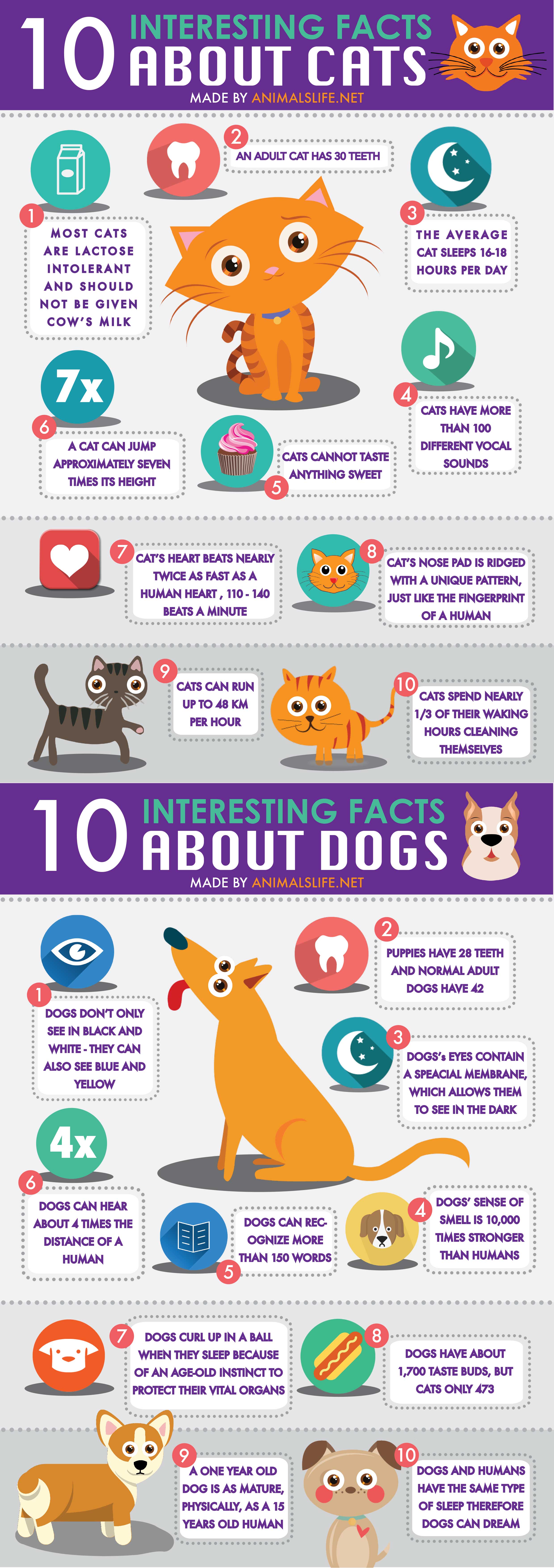 Top 10 Interesting Facts About Cats And Dogs Animals Life Donate 