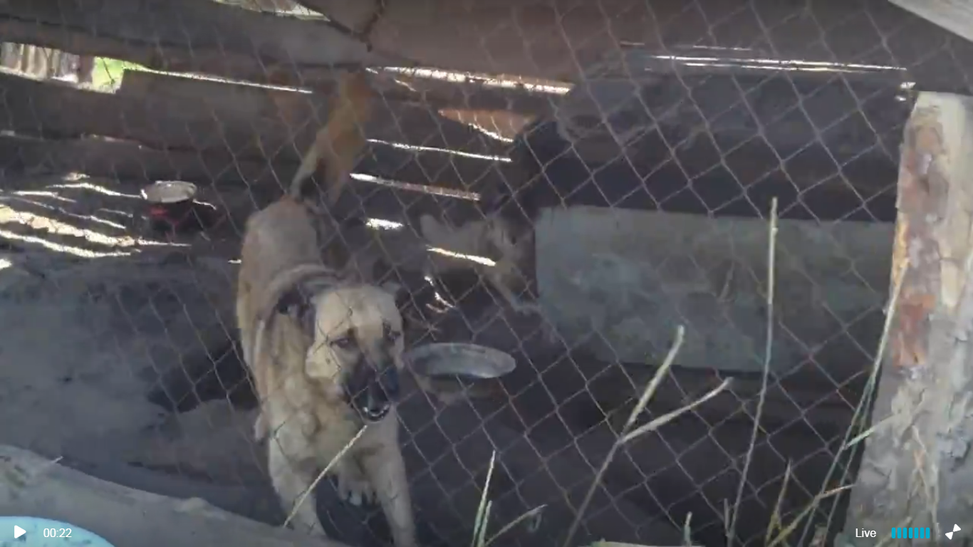 Urgent CrowdfundingNeeded for Animal Shelter 'Sirius' in Ukraine