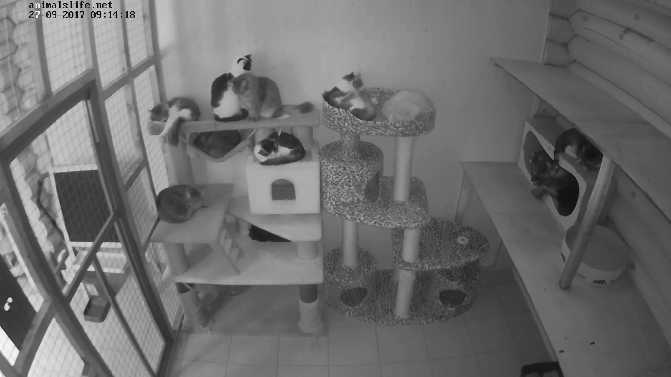 cameras
