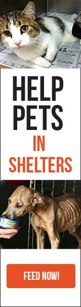 Feed-pets-in-shelters-online