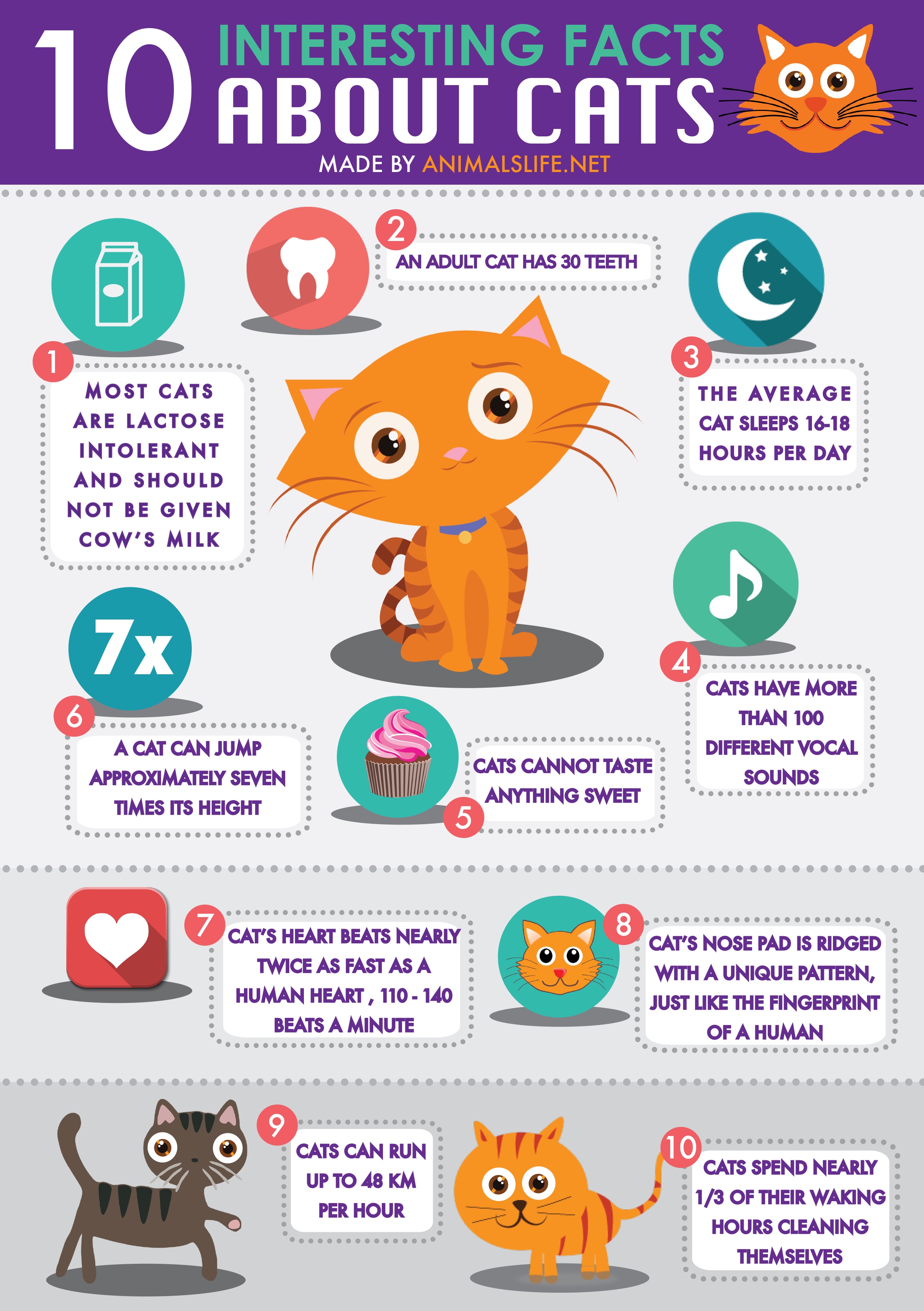 10 Interesting Facts About Cats by Animals Life NET - Animals Life -  Donate, Support