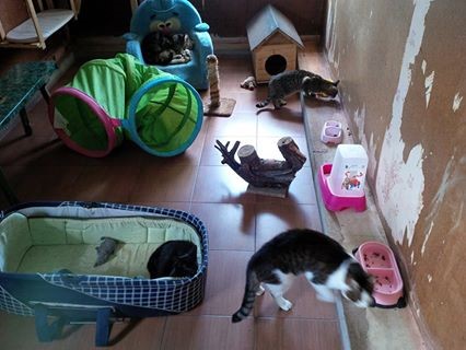 otra-maja-cat-room