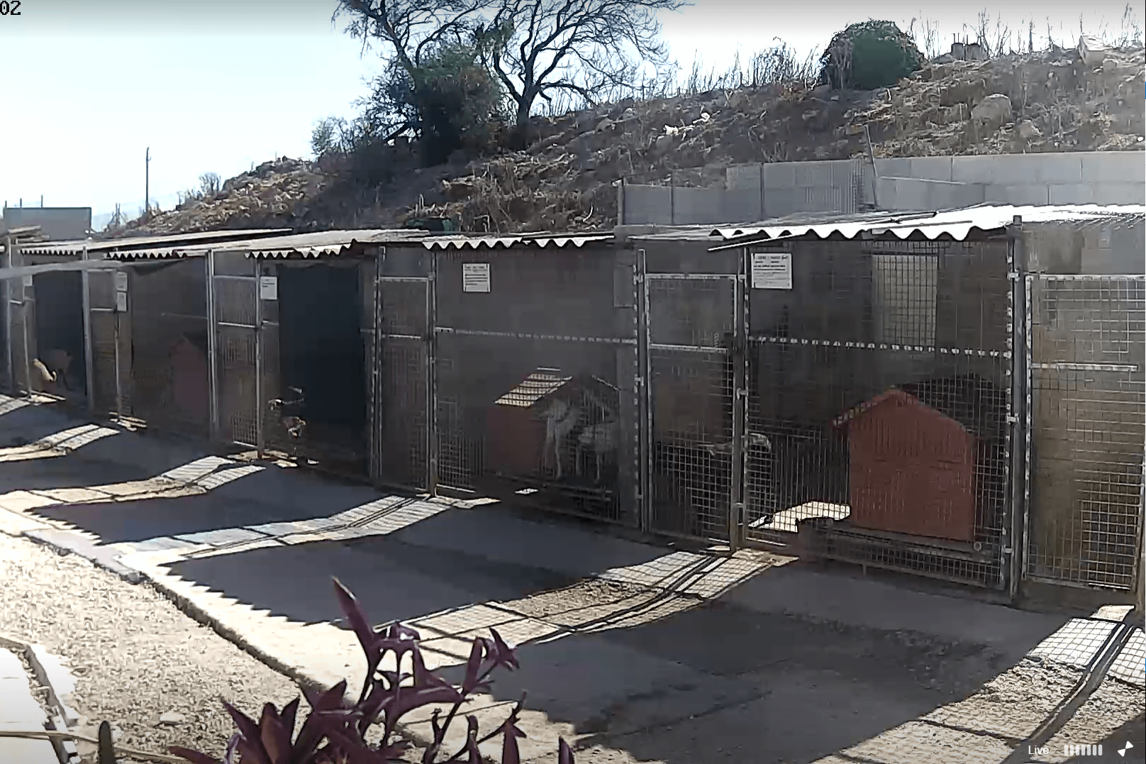 Noah S Ark Dog Sanctuary On Malta Live Stream Webcam Noah S Ark Dog Sanctuary On Malta Live Stream Webcam