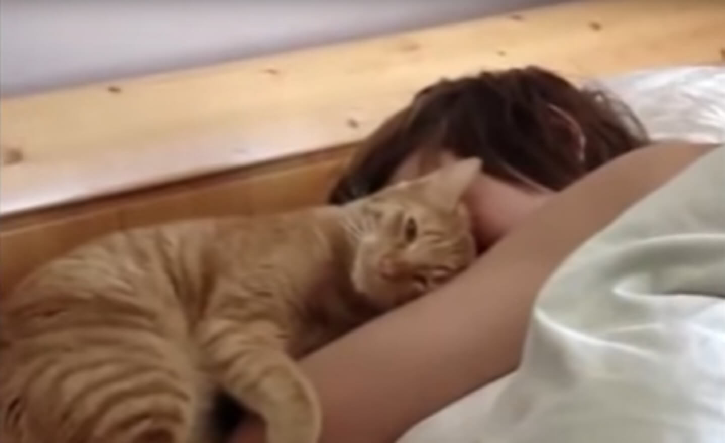 кот спит на кровати с хозяином