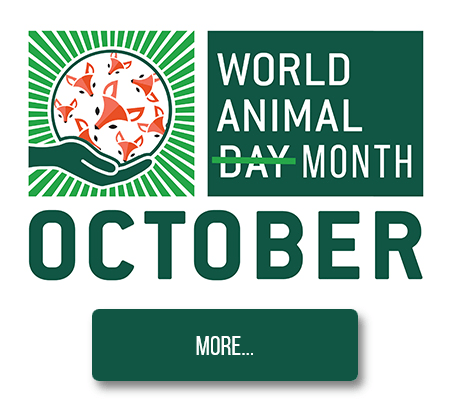 How to Celebrate World Animal Day Every Day - Animals Life - Donate, Support